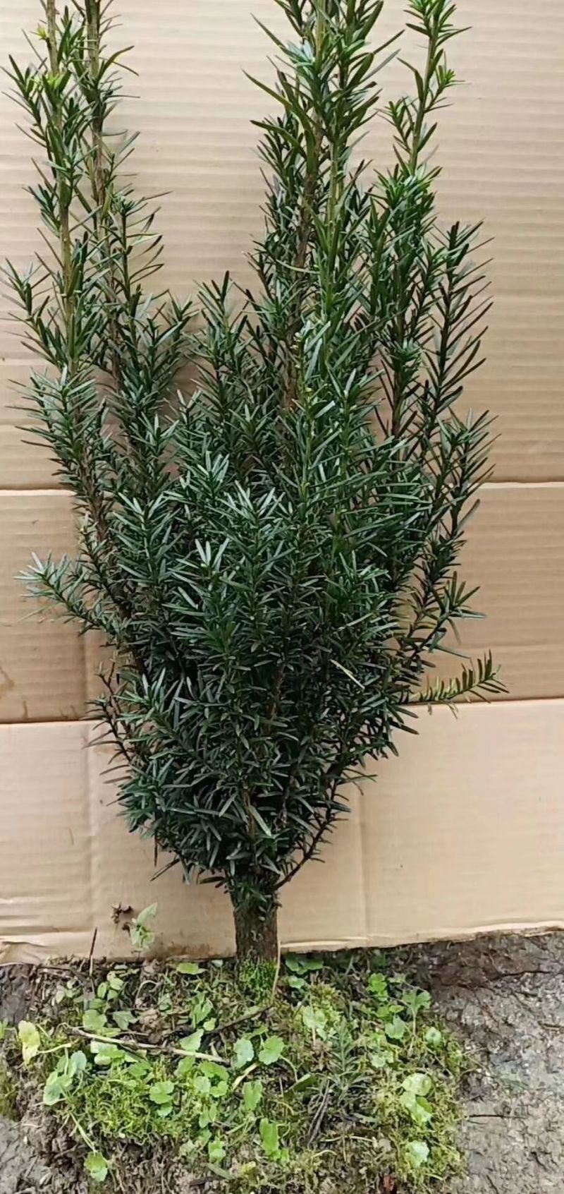 供应红豆杉苗木曼地亚红豆杉美国红豆杉南方红豆杉苗木庭院景