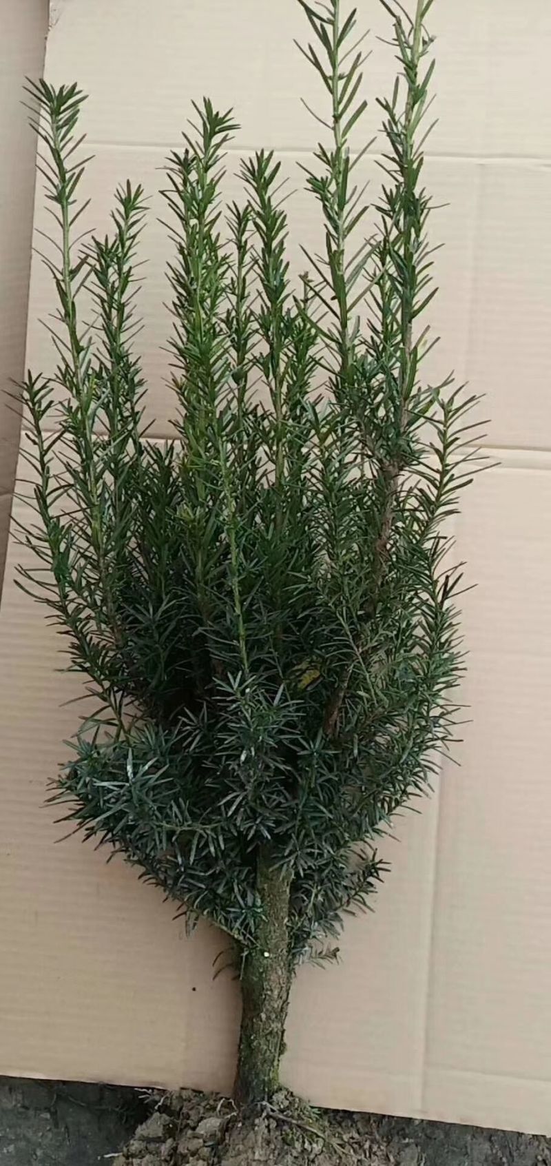 供应红豆杉苗木曼地亚红豆杉美国红豆杉南方红豆杉苗木庭院景