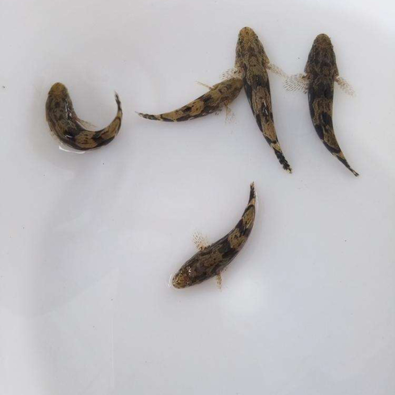 渔场直供3厘米快大淡水泰国笋壳鱼苗沙塘鳢鱼苗杂交笋壳鱼苗