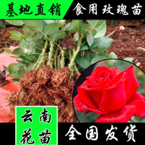 云南食用玫瑰苗可以泡水喝可以做鲜花饼