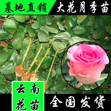 云南盆栽地栽大花月季苗鲜切花种苗基地直发