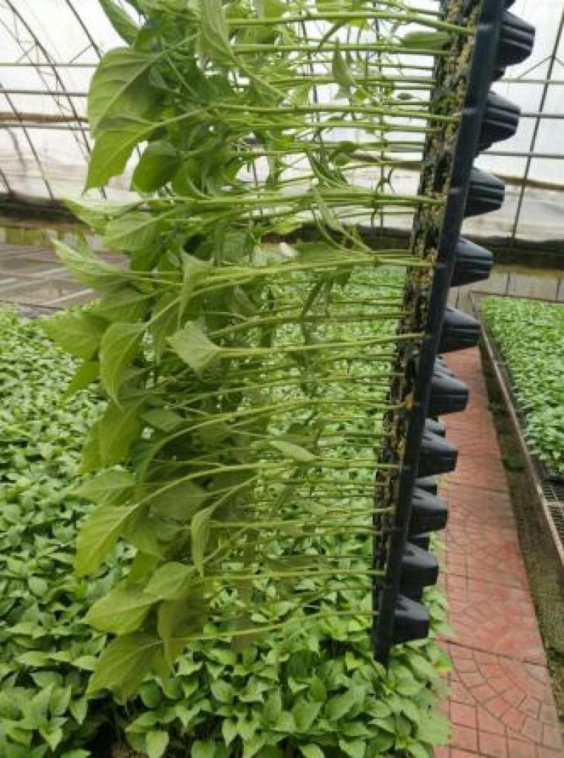 菜椒苗太空椒苗红黄彩椒苗甜椒苗红椒苗