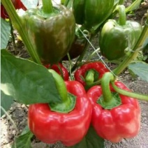 菜椒苗太空椒苗红黄彩椒苗甜椒苗红椒苗