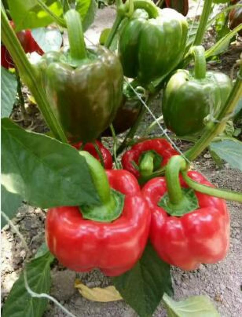 菜椒苗太空椒苗红黄彩椒苗甜椒苗红椒苗