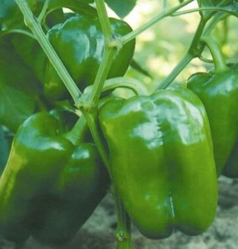 菜椒苗太空椒苗红黄彩椒苗甜椒苗红椒苗