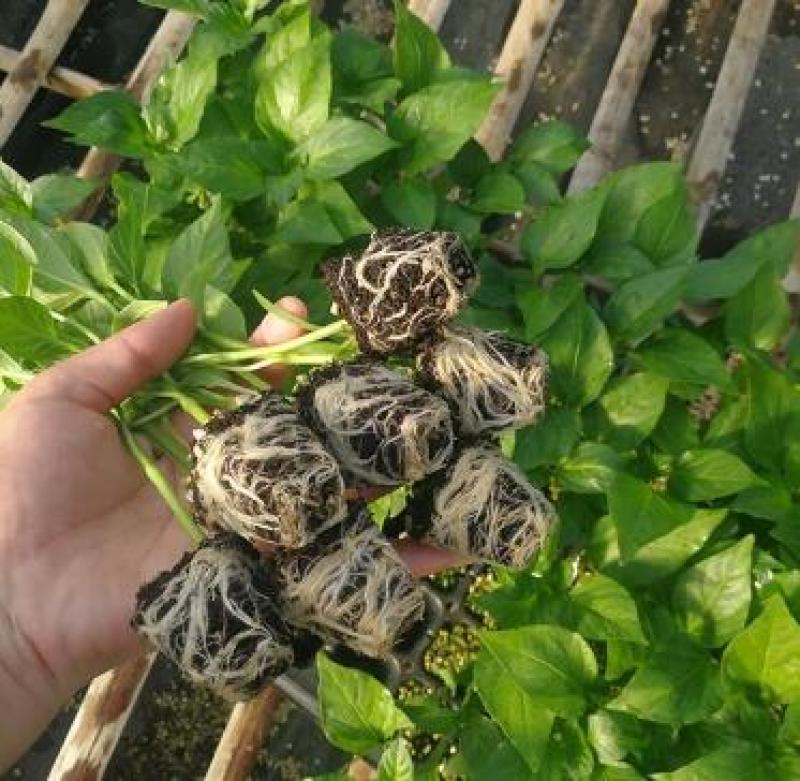 菜椒苗太空椒苗红黄彩椒苗甜椒苗红椒苗