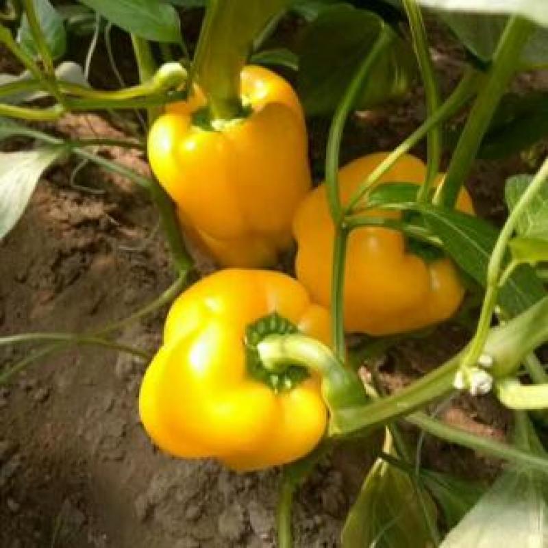 菜椒苗太空椒苗红黄彩椒苗甜椒苗红椒苗