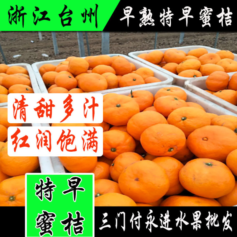 浙江台州精品蜜桔新鲜柑橘批发销售新鲜现摘欢迎咨询