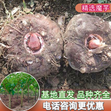 【云南产地发货】魔芋大小品种齐全【包技术】欢迎来电联系