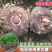 【云南产地发货】魔芋大小品种齐全【包技术】欢迎来电联系