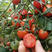 小番茄苗嫁接圣女果苗黄皮绿紫黑红皮水果小西红柿苗
