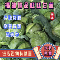 【HOT】千亩种植基地直发【精品旺旺甘蓝】可视频采购