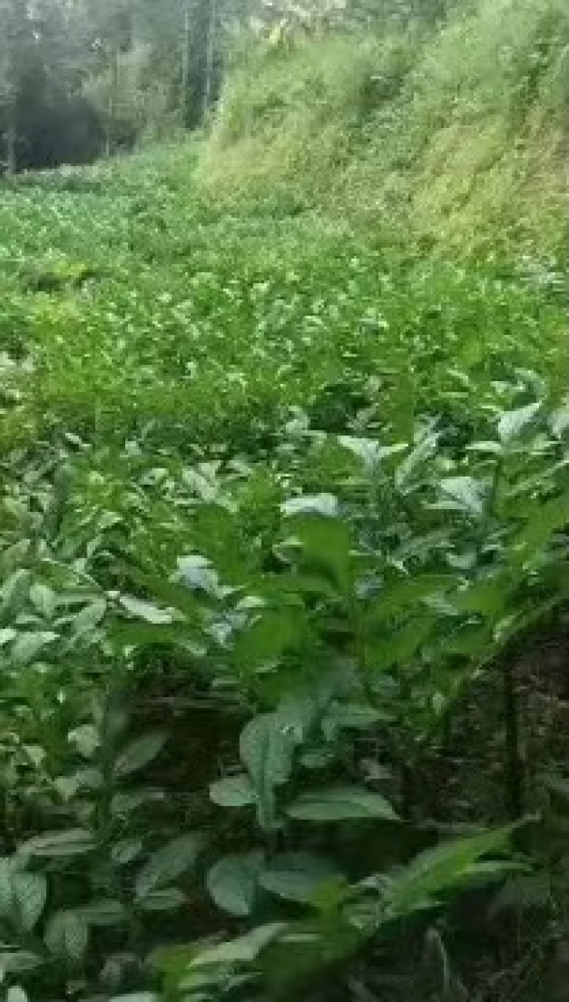 魔芋种子，一代二代魔芋种子，免费技术，上门回收