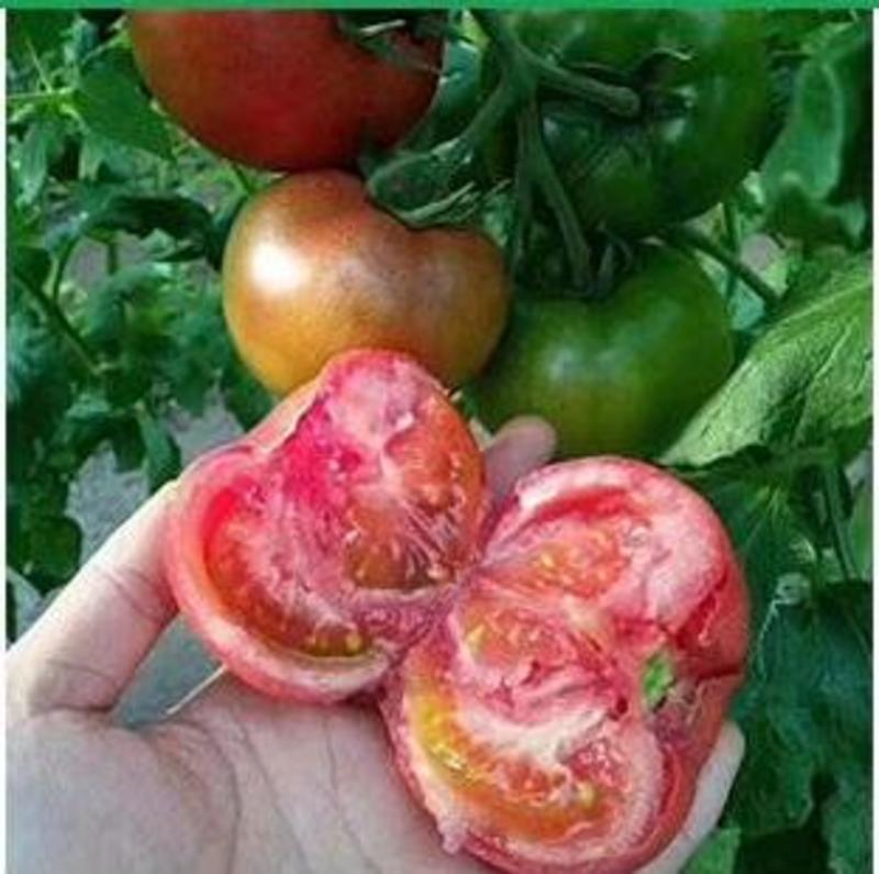 口感西红柿苗普罗旺斯西红柿苗铁皮草莓西红柿苗子