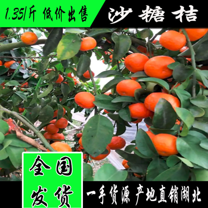 高品质沙糖桔一级果产地直发一手货，不空壳，红度硬度好