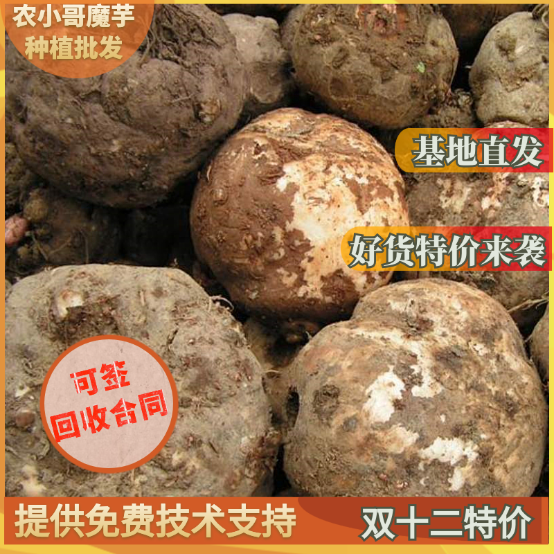 魔芋种子，一代二代魔芋种子，免费技术，上门回收，