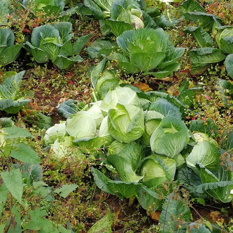 江苏东台精品甘蓝圆包菜卷心菜高丽菜全国发货