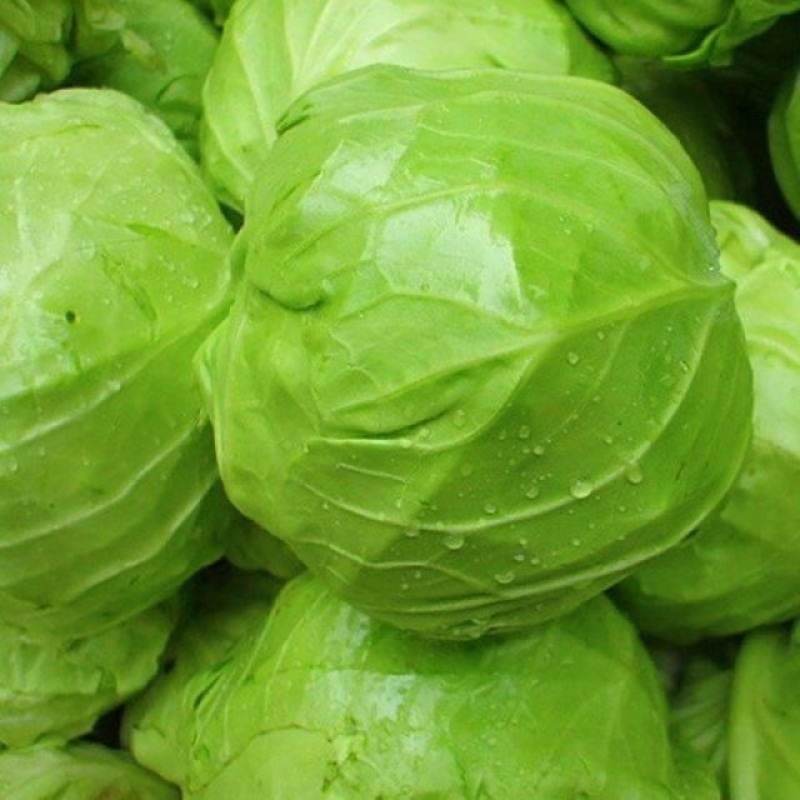 江苏东台精品甘蓝圆包菜卷心菜高丽菜全国发货