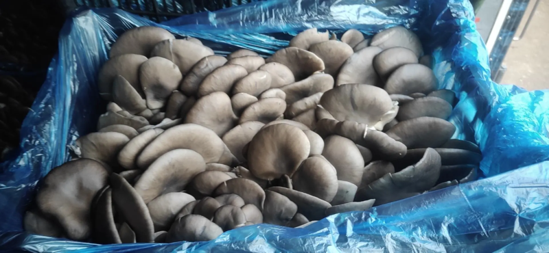 平菇食用菌平菇基地种植，保质保量货源充足，欢迎咨询