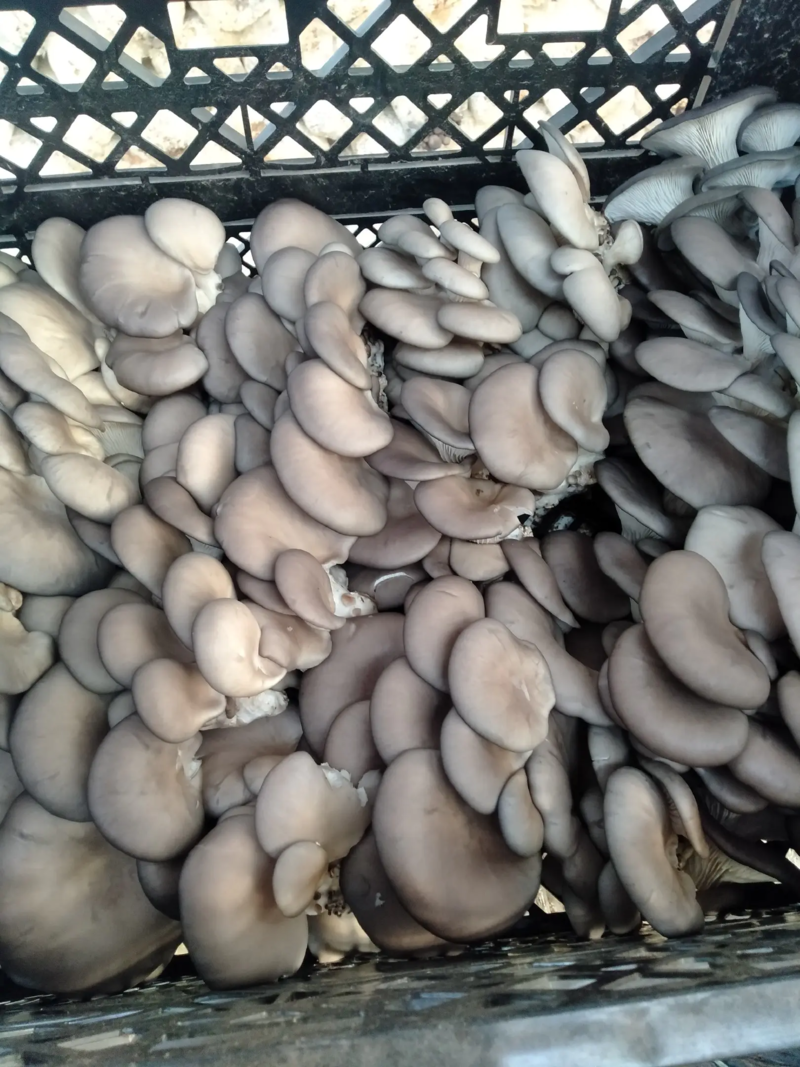 平菇食用菌平菇基地种植，保质保量货源充足，欢迎咨询