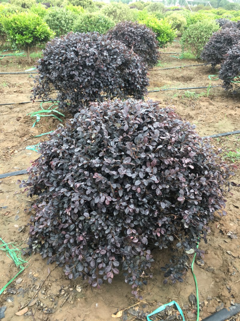 红花继木，杯苗与大桶苗，紧跟其后的是苗木基地产量供应！