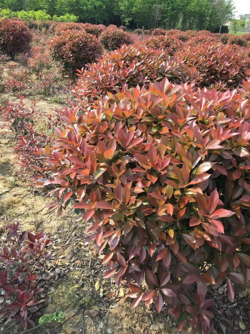 精品造型，红叶石楠苗木基地直供量大价优欢迎观赏选购