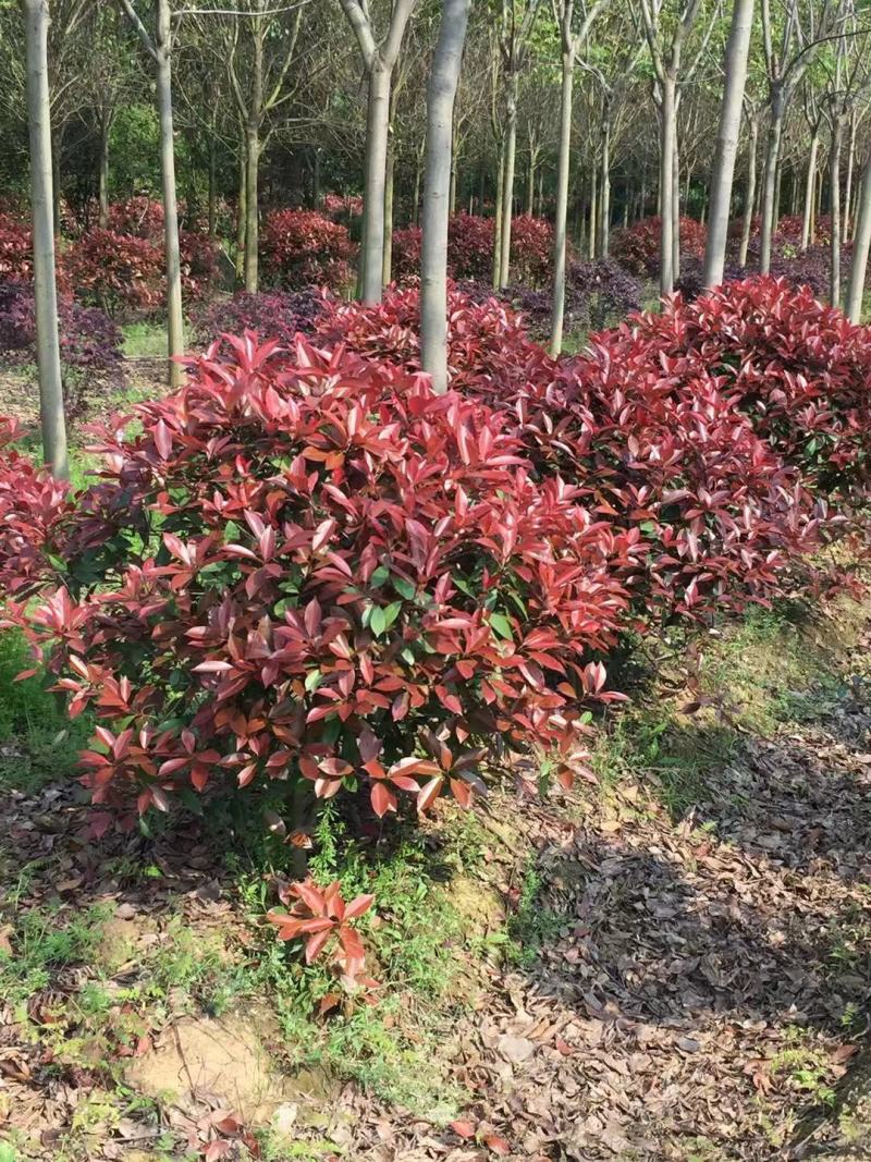 精品造型，红叶石楠苗木基地直供量大价优欢迎观赏选购