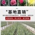 【官方店铺】云南康乃馨小苗，基地直供一手货源，全国发货