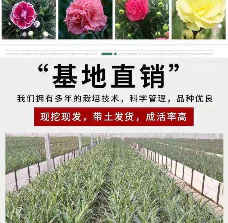 【官方店铺】云南康乃馨小苗，基地直供一手货源，全国发货