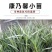 【官方店铺】云南康乃馨小苗，基地直供一手货源，全国发货