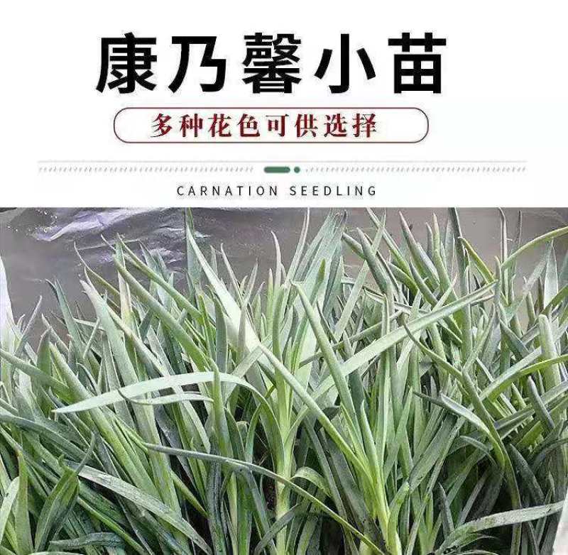 【官方店铺】云南康乃馨小苗，基地直供一手货源，全国发货