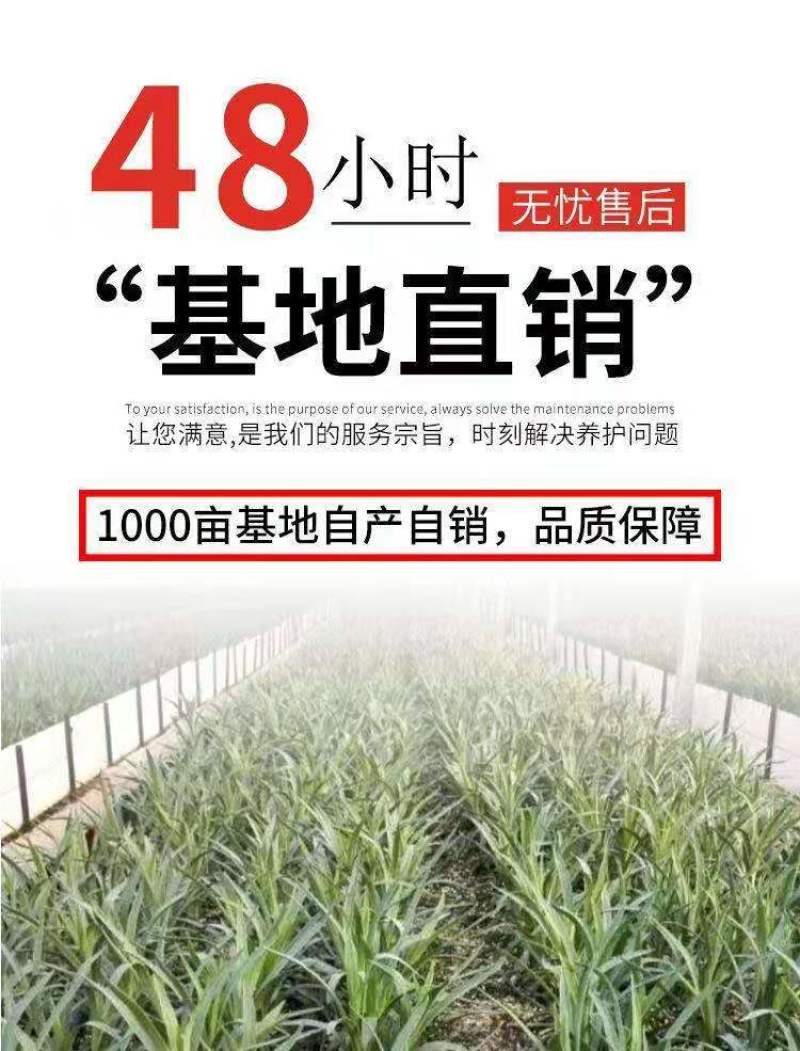 【官方店铺】云南康乃馨小苗，基地直供一手货源，全国发货