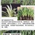 【官方店铺】云南康乃馨小苗，基地直供一手货源，全国发货