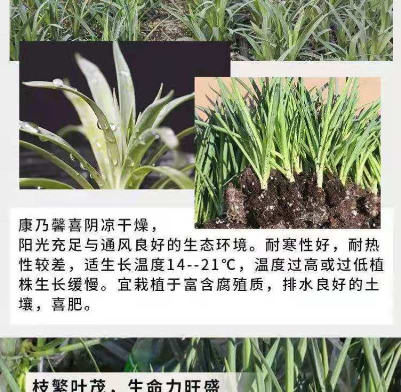 【官方店铺】云南康乃馨小苗，基地直供一手货源，全国发货