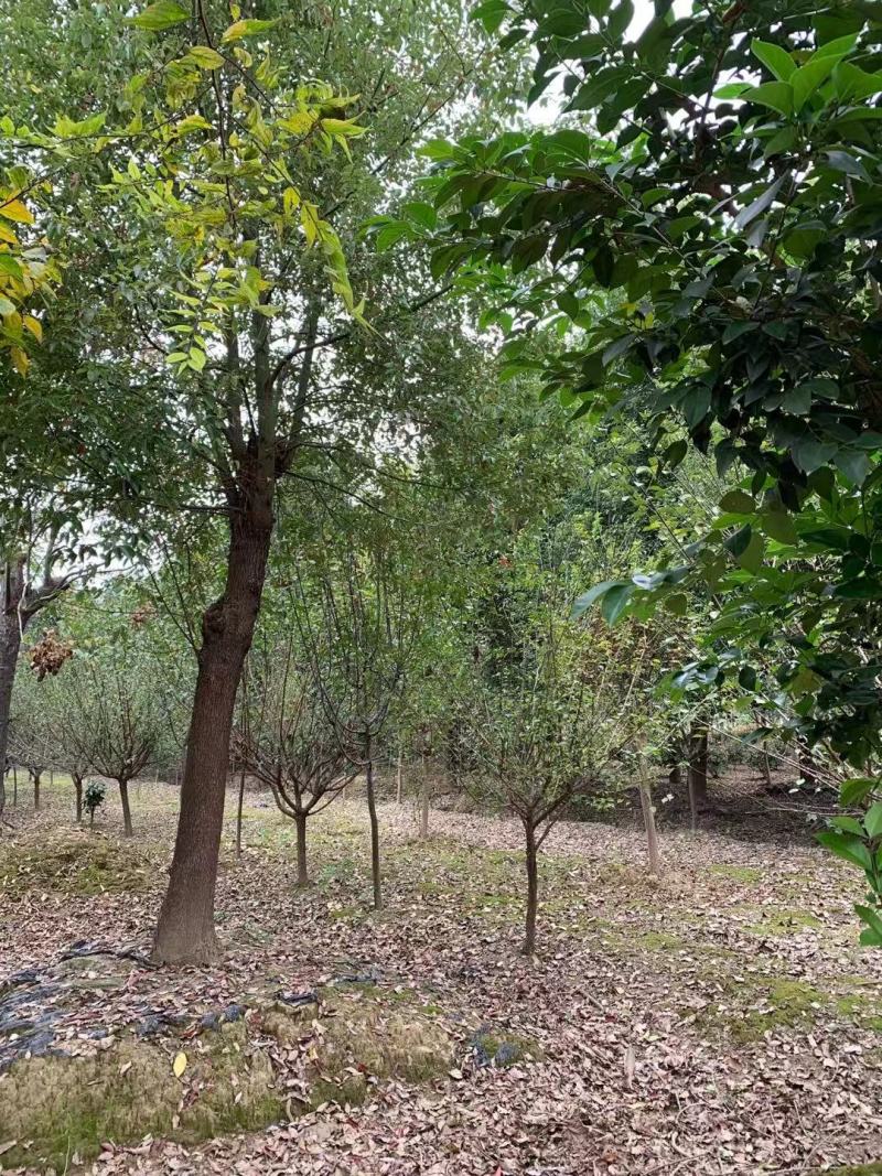 光滑香樟，挺立在树林中，展现独杆！基地直发实地交易