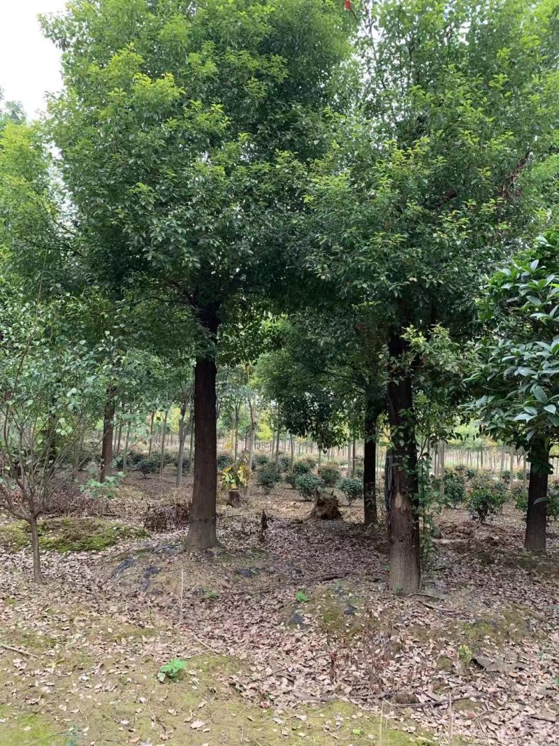 光滑香樟，挺立在树林中，展现独杆！基地直发实地交易