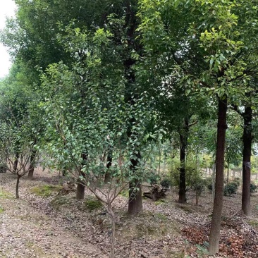 光滑香樟，挺立在树林中，展现独杆！基地直发实地交易