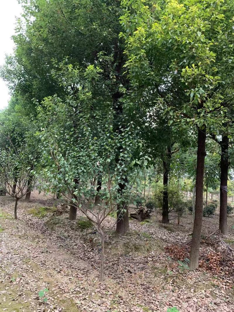 光滑香樟，挺立在树林中，展现独杆！基地直发实地交易