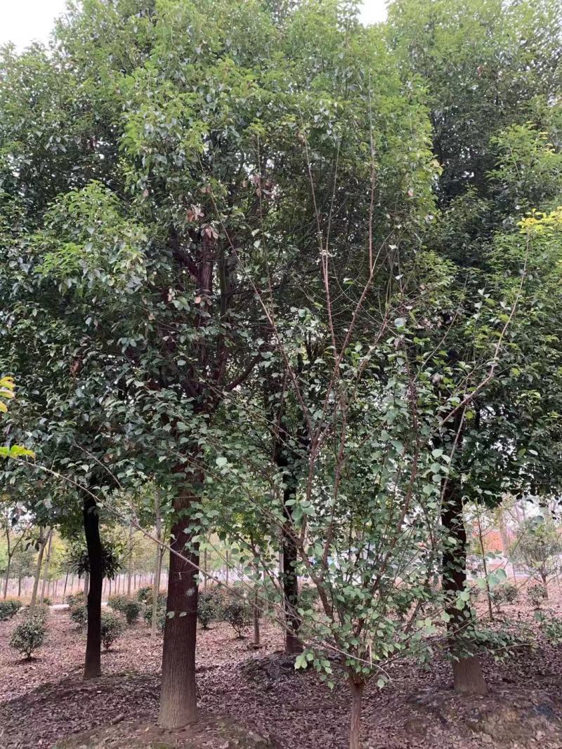 光滑香樟，挺立在树林中，展现独杆！基地直发实地交易