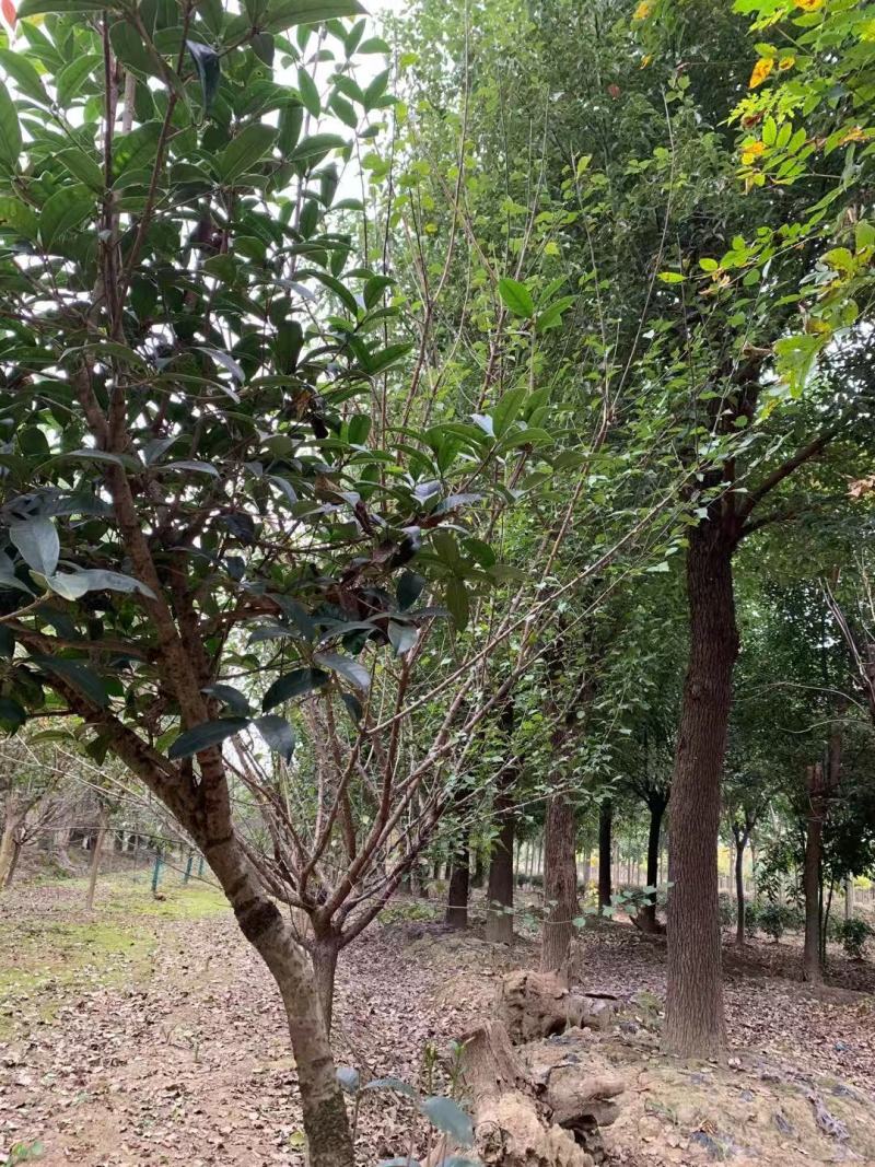 光滑香樟，挺立在树林中，展现独杆！基地直发实地交易
