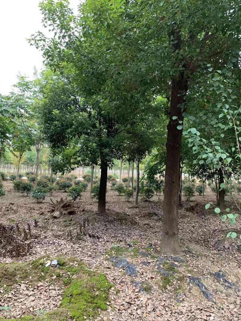 光滑香樟，挺立在树林中，展现独杆！基地直发实地交易