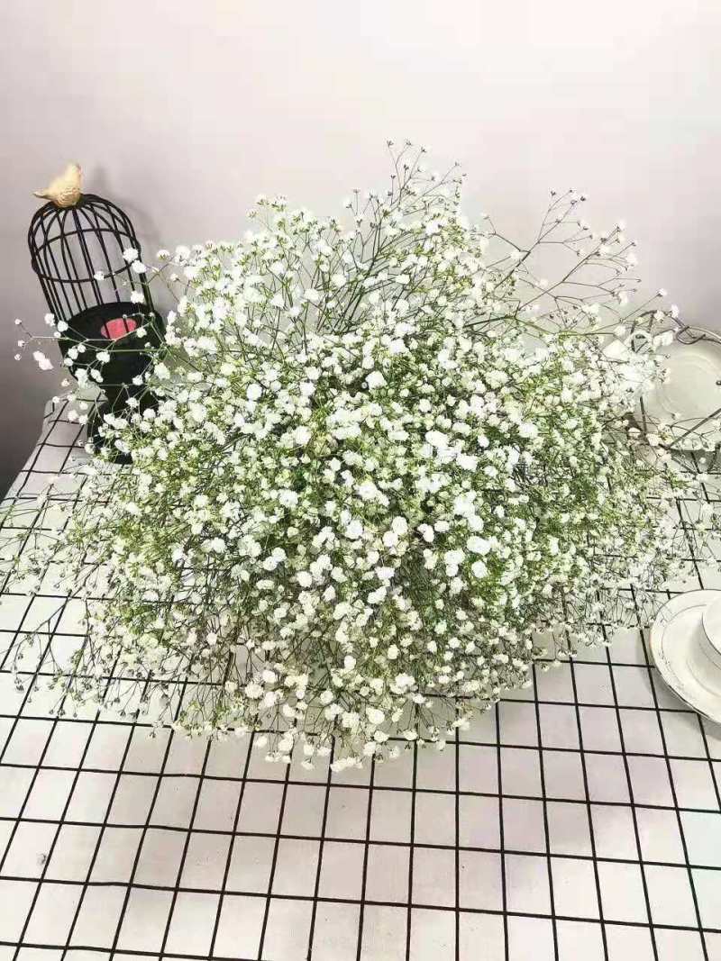 云南满天星种苗，基地直供一手货源，全国发货