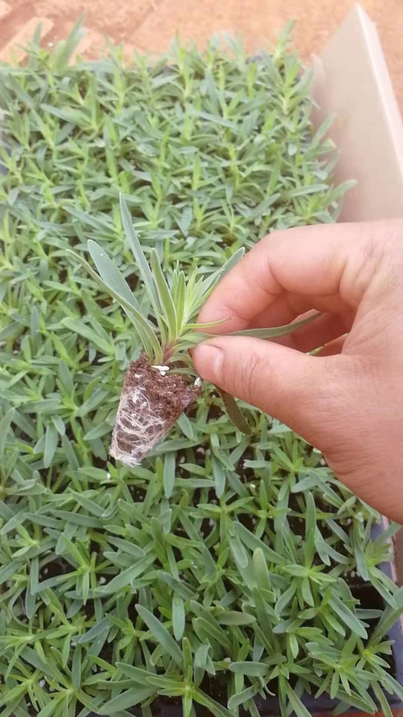云南满天星种苗，基地直供一手货源，全国发货
