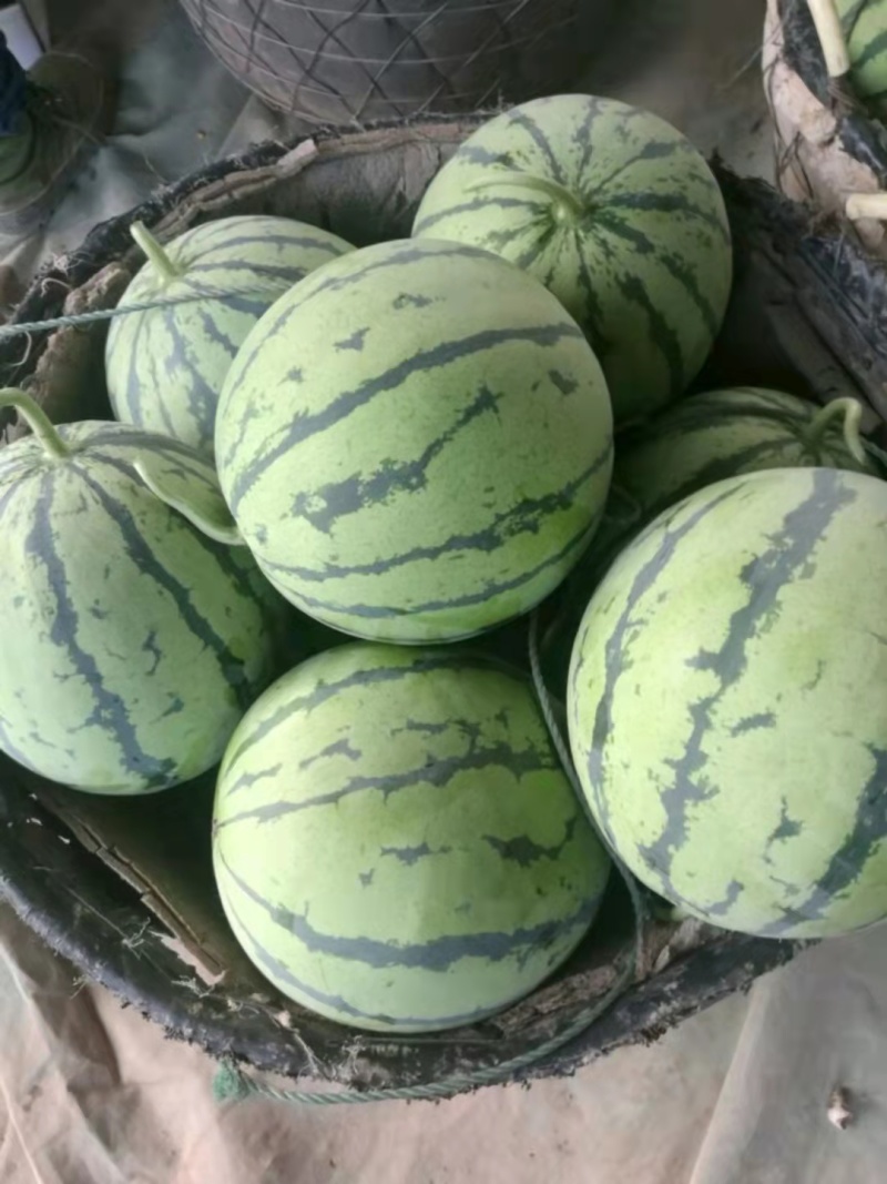 精品大棚麒麟西瓜，千亩种植基地，量大从优，欢迎选购。