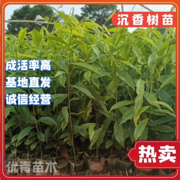 【沉香树苗】土沉香，白木沉香苗，小杯苗，大杯苗