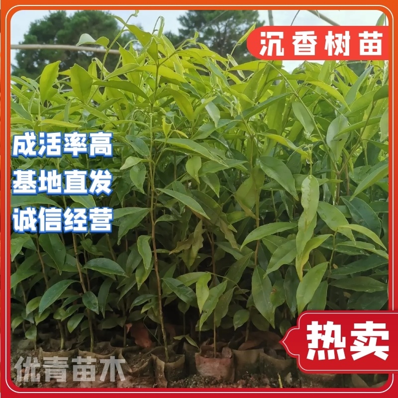 【沉香树苗】土沉香，白木沉香苗，小杯苗，大杯苗