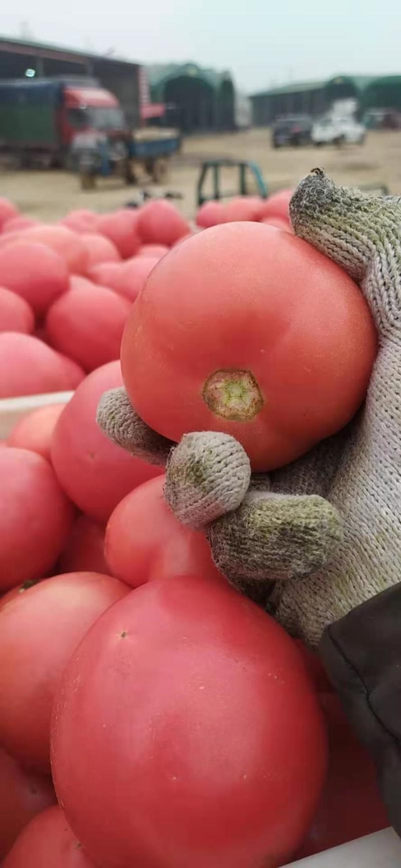优质山东聊城超大精品硬粉西红柿番茄保质保量价格可谈