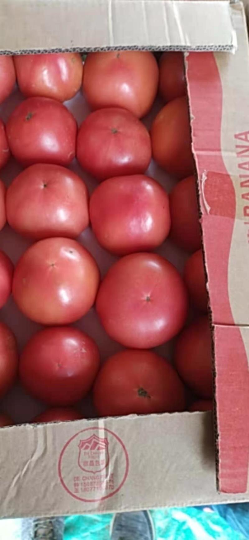 精品硬粉西红柿要的抓紧联系啦价格便宜基地直供