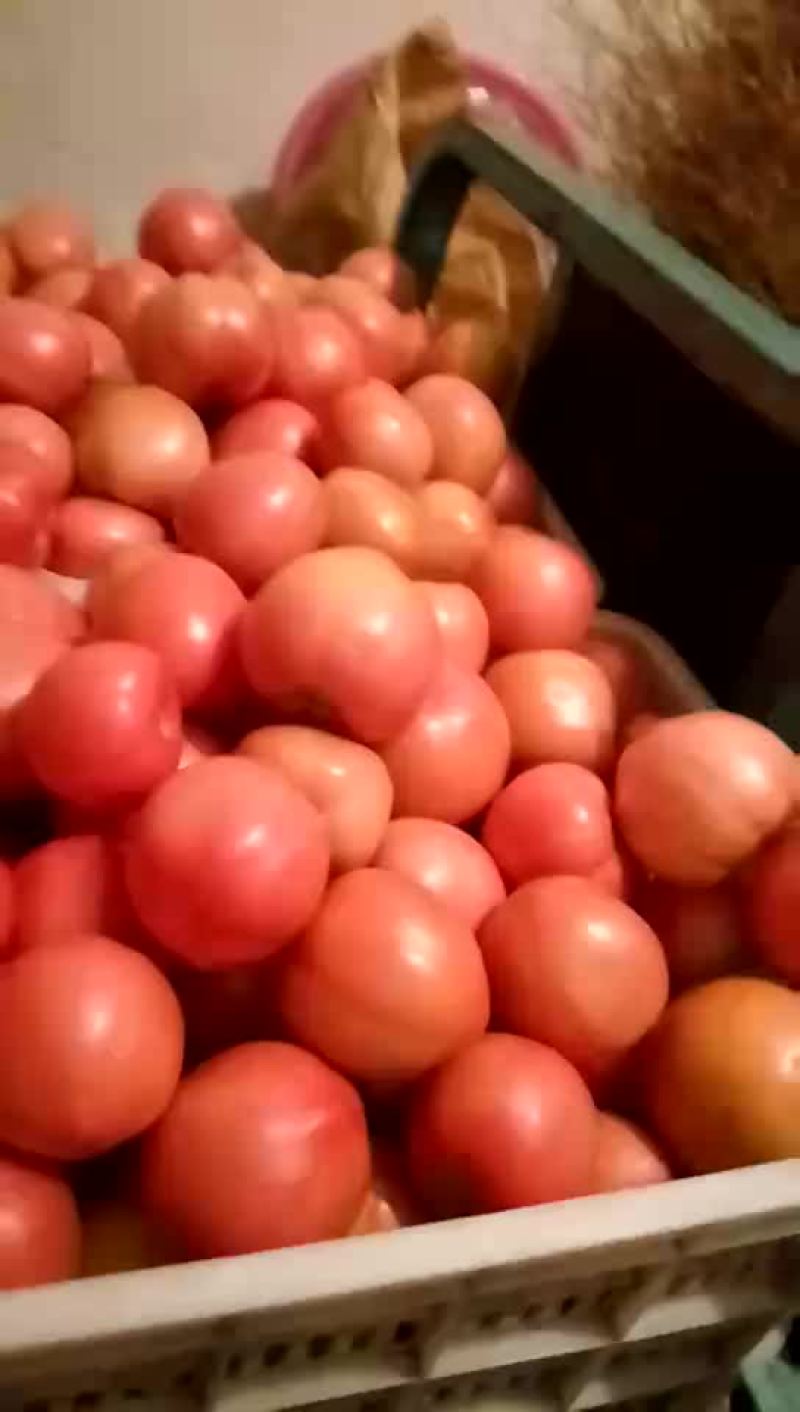 精品硬粉西红柿要的抓紧联系啦价格便宜基地直供