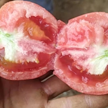 精品硬粉西红柿要的抓紧联系啦价格便宜基地直供